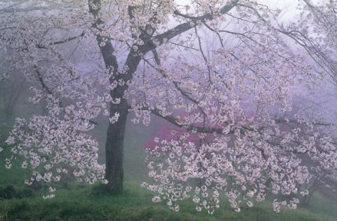 第51号紙上コンテスト | 日本風景写真協会 紙上コンテスト入選作品集
