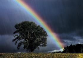 雨中の虹