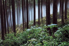 ī̸�ˤۤۤ���