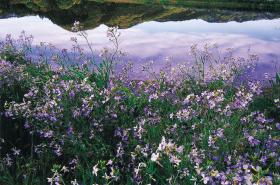 ���Ĥ�̤��纬�β�